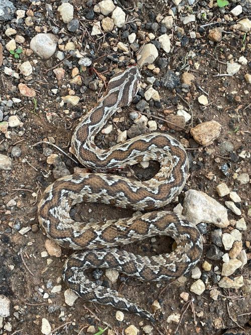 snake1